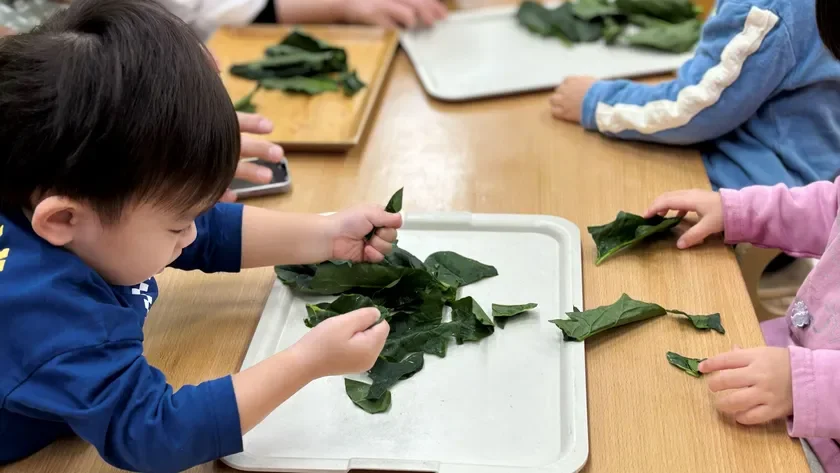 複数の子供たちがテーブルを囲み、緑の葉っぱをちぎる食育活動に取り組んでいます