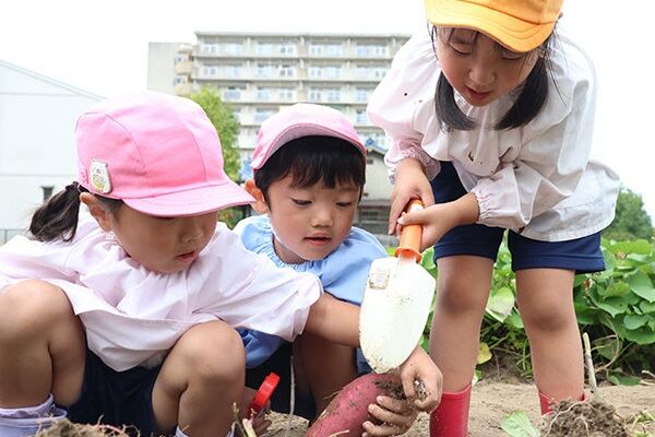 園児41人が秋のサツマイモ掘りに挑戦！高槻市・吉田農園で収穫体験