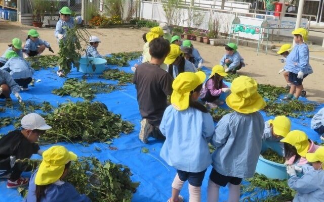【10/21(水)～10/23(金)】川西市、猪名川町内の小学校等で黒大豆枝豆（品種：丹波黒）のさやもぎ体験を実施します。