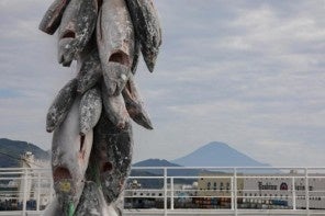 「マグロの聖地」清水港で『清水港マグロまつり2026』11月7日・8日開催　マイナス60℃の冷蔵庫体験など親子で楽しめる企画も
