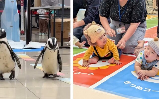 【開催レポート】10月10日は赤ちゃんの日！ペンギンのよちよち開会セレモニーで開幕！ 「アドベンチャーワールド＆アカチャンホンポ」ハイハイレース１００名参加で初開催