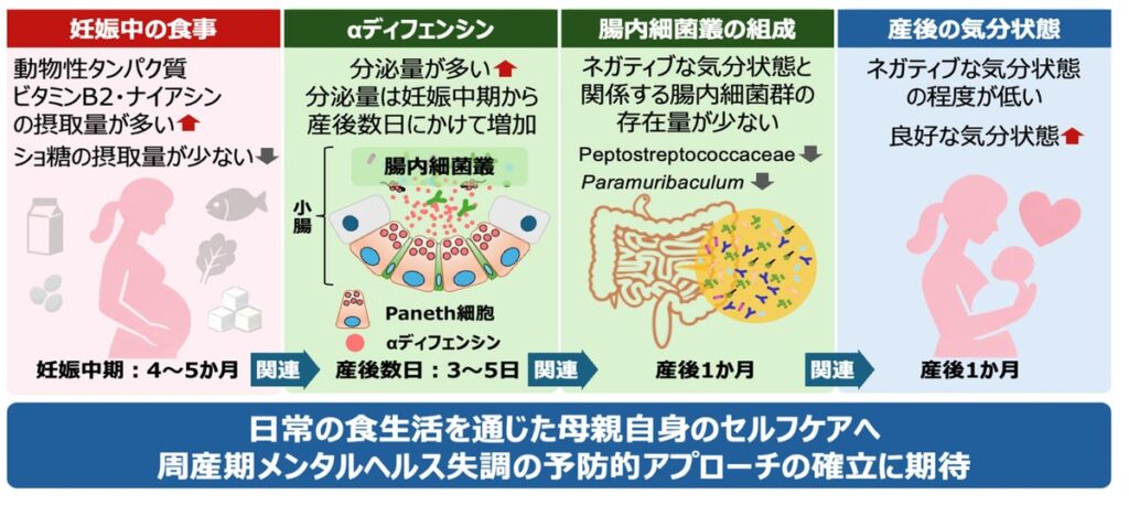 -妊娠中の食事に着目した、周産期メンタルヘルスの新たなセルフケアの可能性- 産後の腸内αディフェンシン分泌量は、母親の良好な気分状態と関係することを確認