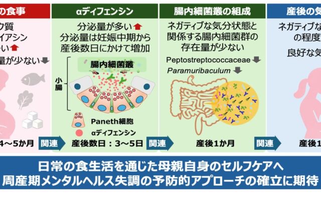 -妊娠中の食事に着目した、周産期メンタルヘルスの新たなセルフケアの可能性- 産後の腸内αディフェンシン分泌量は、母親の良好な気分状態と関係することを確認
