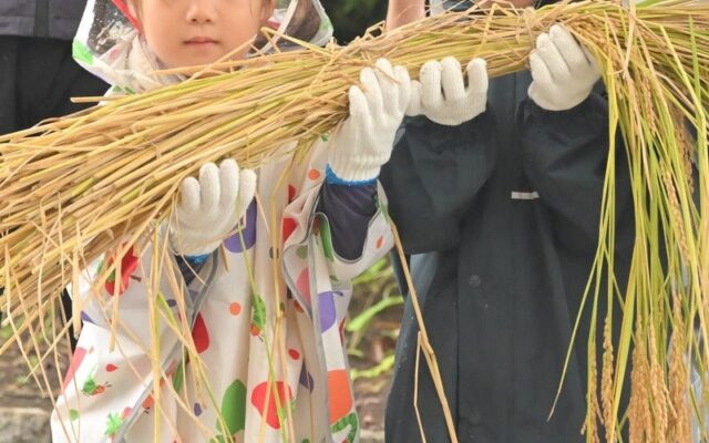 都会の親子約200名が、稲刈りで“秋の恵み”を体験！アンジェリカ保育園、千葉県長柄町で稲刈り体験イベント開催